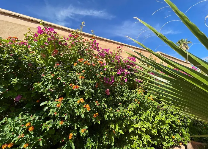 Riad Zouhour